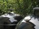 Weber Holzkohle Grills